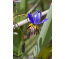 DIANELLA revoluta 'Coolvista'®