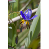 DIANELLA revoluta \'Coolvista\'
