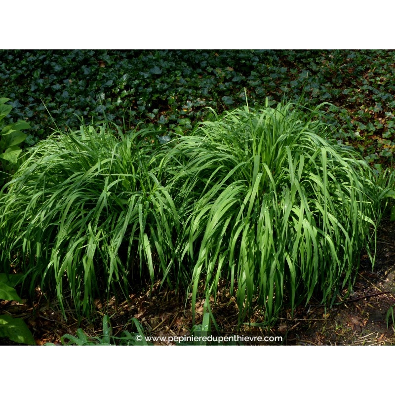 MOLINIA caerulea arundinacea 'Transparent'
