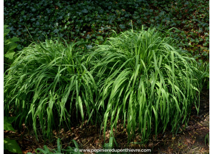 MOLINIA caerulea arundinacea 'Transparent'