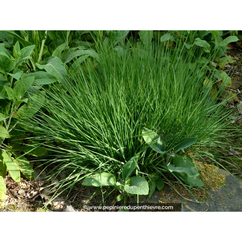 MOLINIA caerulea 'Edith Dudszus'