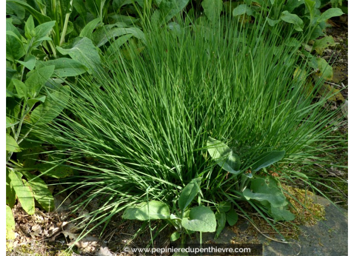 MOLINIA caerulea 'Edith Dudszus'