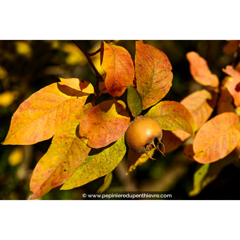 NÉFLIER commun 'Belle de Grand Lieu'