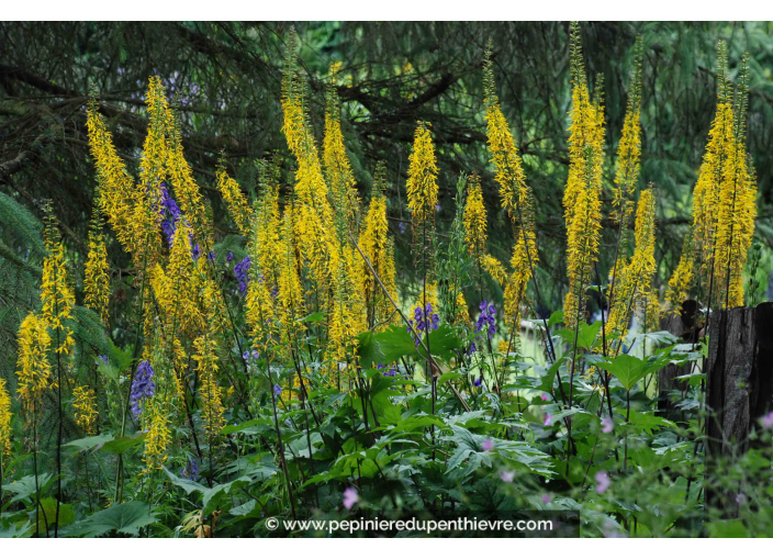 LIGULARIA przewalskii LIGULARIA przewalskii