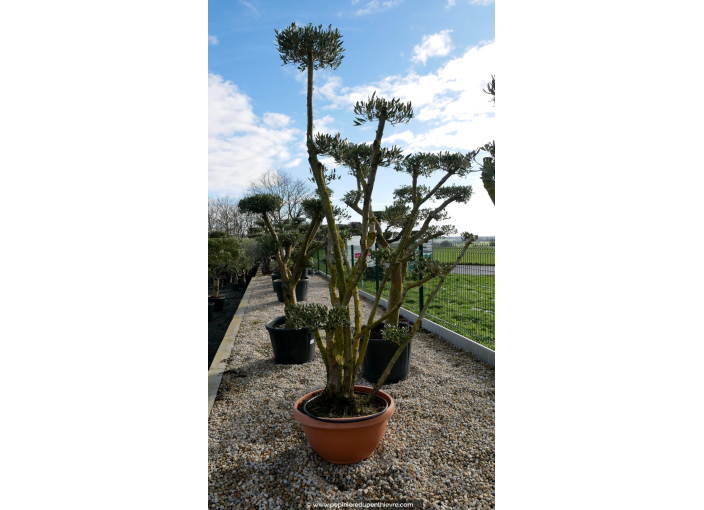 OLEA europaea - OLIVIER 'Plateaux / Nuages'