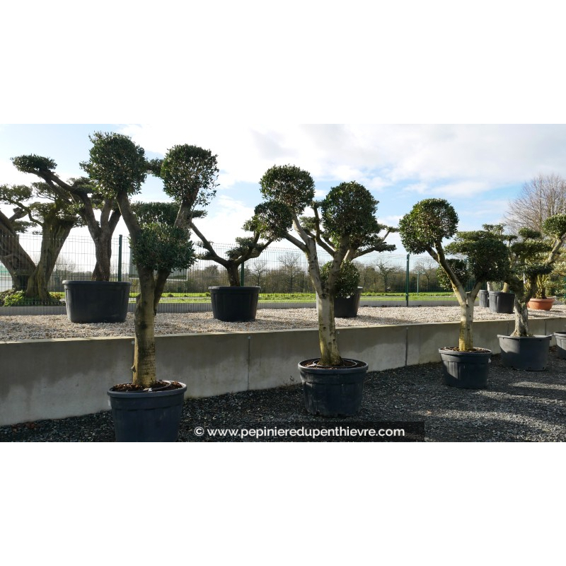 OLEA europaea - OLIVIER 'Plateaux Boules'
