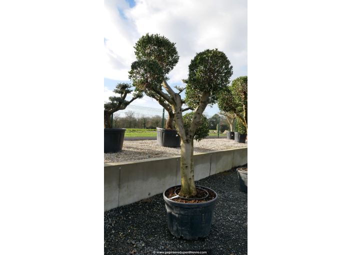 OLEA europaea - OLIVIER 'Plateaux Boules'