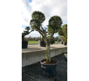 OLEA europaea - OLIVIER 'Plateaux Boules'