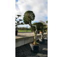 OLEA europaea - OLIVIER 'Plateaux Boules'