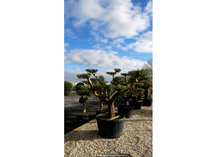 OLEA europaea - OLIVIER tronc vieillissant 'Plateaux 70/80'