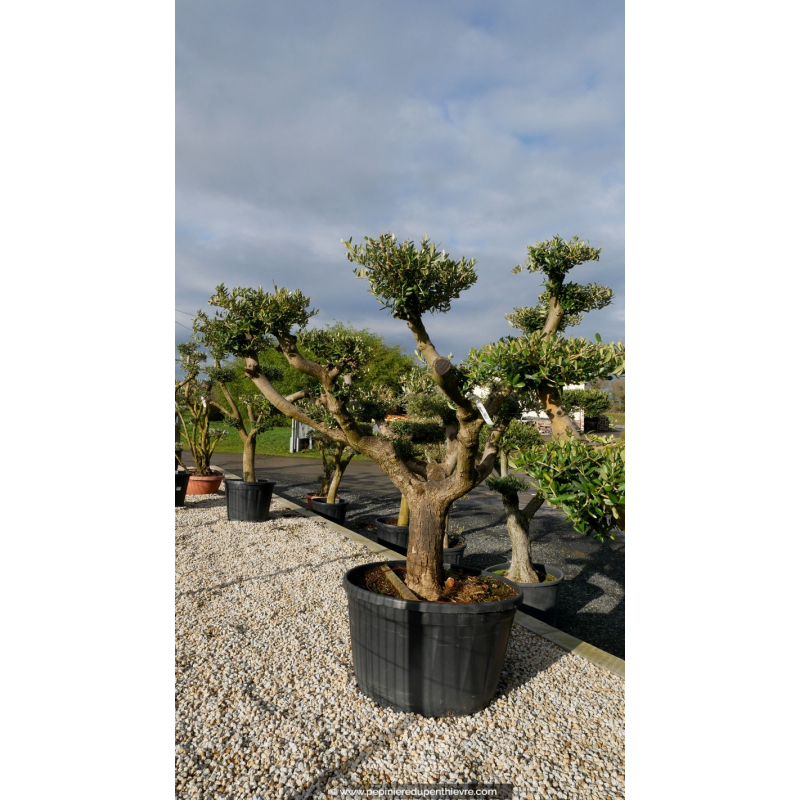 OLEA europaea - OLIVIER tronc vieillissant 'Plateaux 70/80'