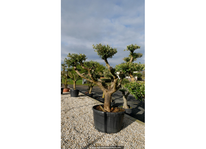 OLEA europaea - OLIVIER tronc vieillissant 'Plateaux 70/80'