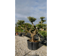 OLEA europaea - OLIVIER tronc vieillissant 'Plateaux 70/80'