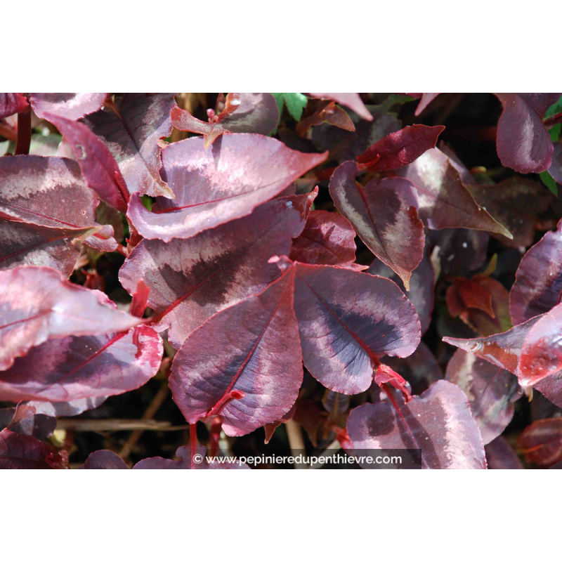 PERSICARIA microcephala 'Red Dragon'