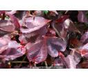 PERSICARIA microcephala 'Red Dragon'