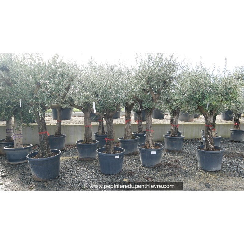 OLEA europaea - OLIVIER 'Tronc vieillissant 40/60'