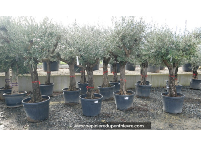 OLEA europaea - OLIVIER 'Tronc vieillissant 40/60'