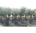 OLEA europaea - OLIVIER 'Tronc vieillissant 40/60'