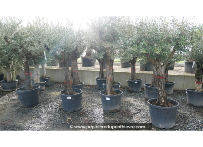 OLEA europaea - OLIVIER 'Tronc vieillissant 40/60'