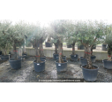 OLEA europaea - OLIVIER 'Tronc vieillissant 40/60'