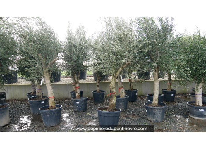 OLEA europaea - OLIVIER 'Tronc lisse - Écorce jeune 40/60'