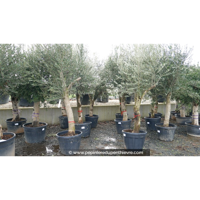 OLEA europaea - OLIVIER 'Tronc lisse - Écorce jeune 40/60'