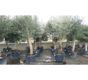 OLEA europaea - OLIVIER 'Tronc lisse - Écorce jeune 40/60'