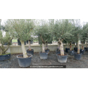 OLEA europaea - OLIVIER 'Tronc noueux - Écorce jeune 60/70'
OLEA europaea - OLIVIER \'Tronc noueux - Écorce jeune 60/70\'