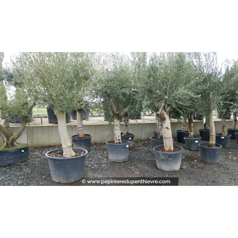 OLEA europaea - OLIVIER 'Tronc noueux - Écorce jeune 60/70'
