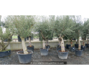 OLEA europaea - OLIVIER 'Tronc noueux - Écorce jeune 60/70'