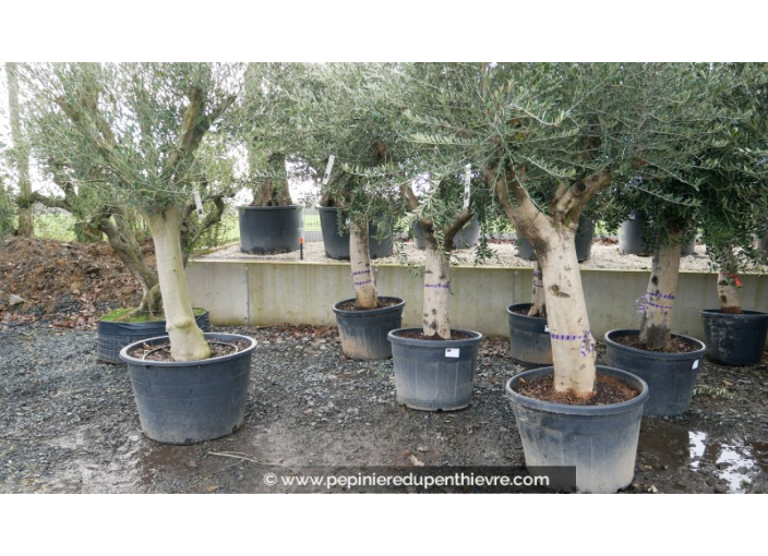 OLEA europaea - OLIVIER 'Tronc noueux - Écorce jeune 60/70'