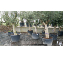 OLEA europaea - OLIVIER 'Tronc noueux - Écorce jeune 60/70'