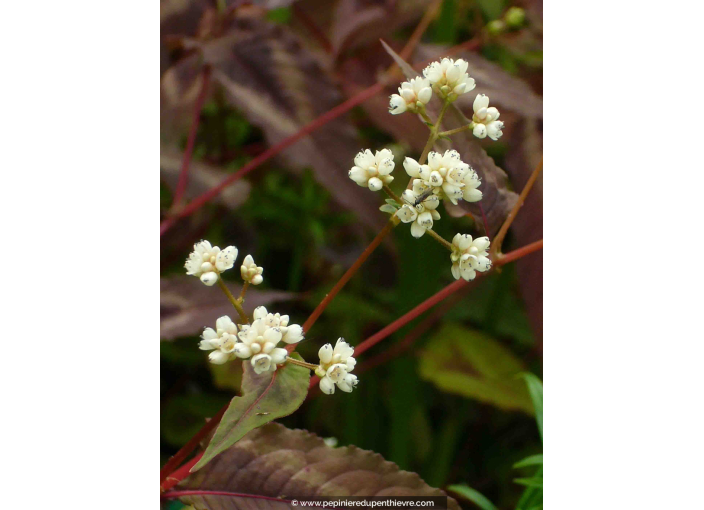 PERSICARIA microcephala 'Red Dragon'