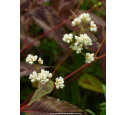 PERSICARIA microcephala 'Red Dragon'