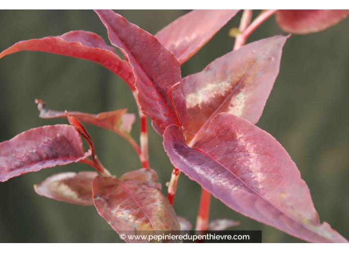 PERSICARIA microcephala 'Red Dragon'
