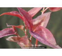 PERSICARIA microcephala 'Red Dragon'