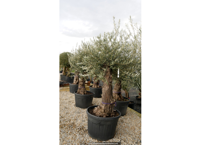 OLEA europaea - OLIVIER 'Mini Bonsaï 80/90'