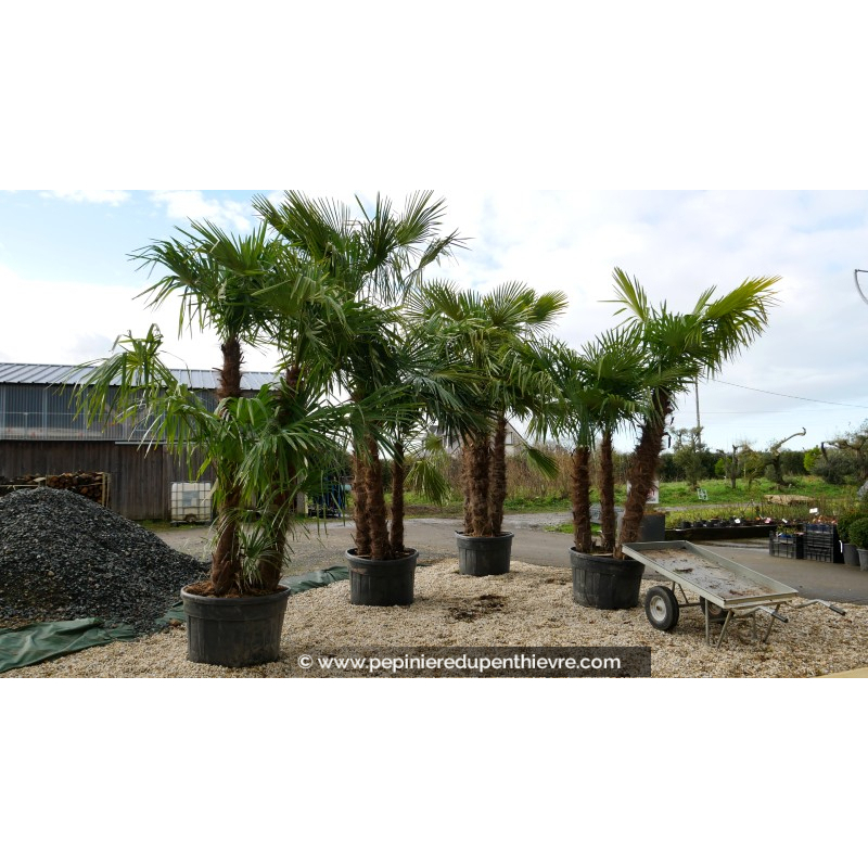TRACHYCARPUS fortunei 'Multi-tronc 250/300'