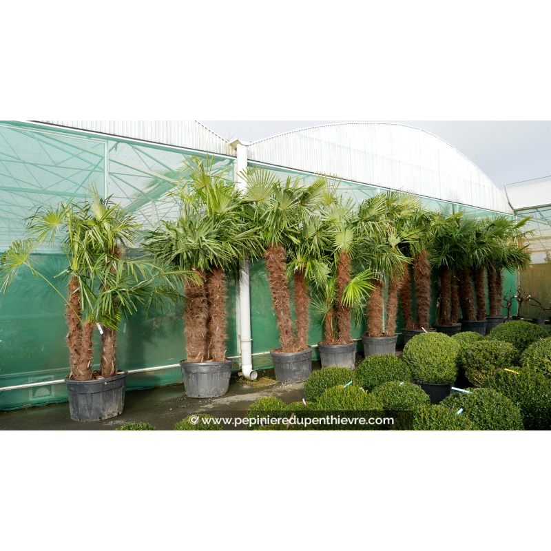 TRACHYCARPUS fortunei 'Multi-tronc 250/300'