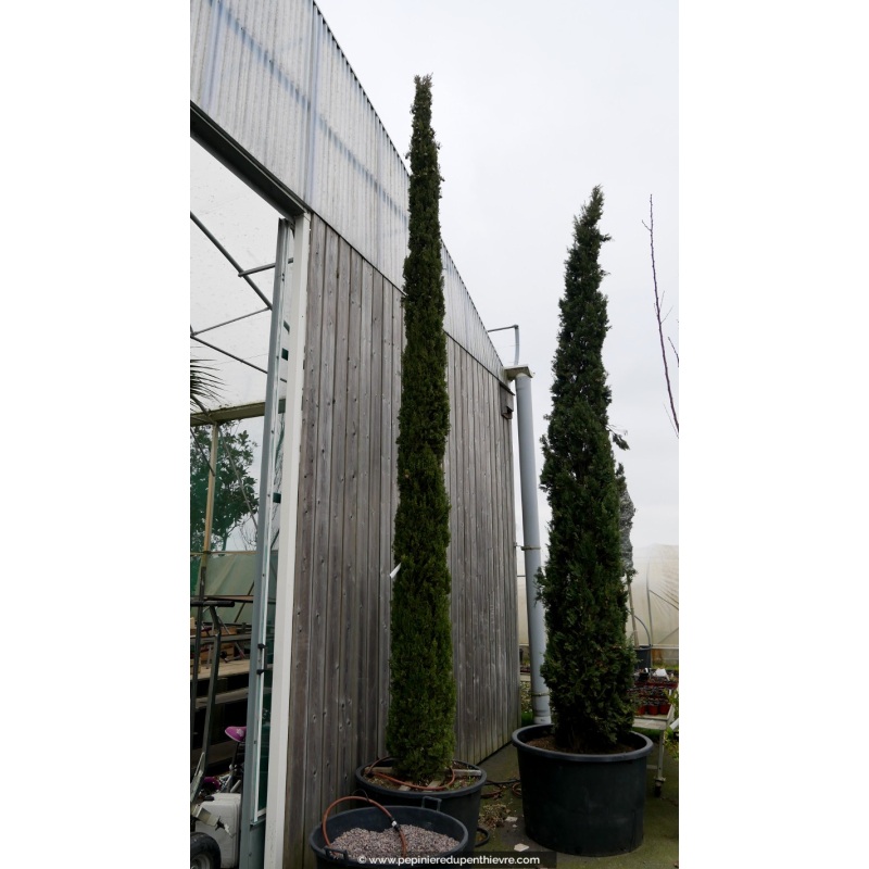 CUPRESSUS sempervirens 'Pyramidalis' 550/600