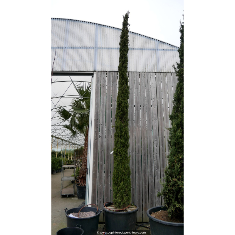 CUPRESSUS sempervirens 'Pyramidalis' 550/600
