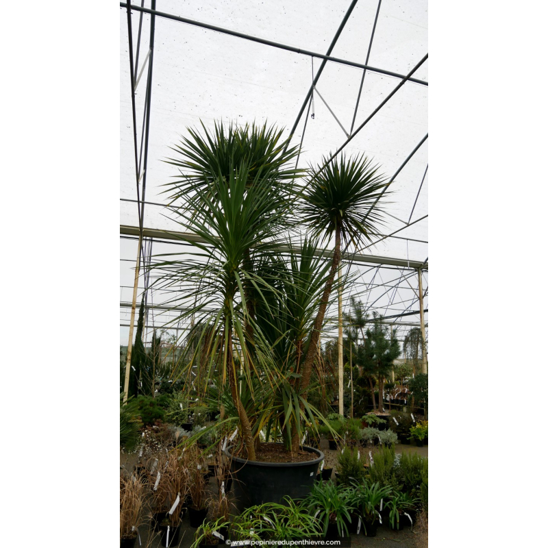 CORDYLINE australis 'Cépée 350/400'
