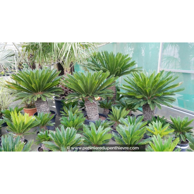 CYCAS revoluta