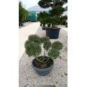 ILEX crenata \'Kinme\' 80/100