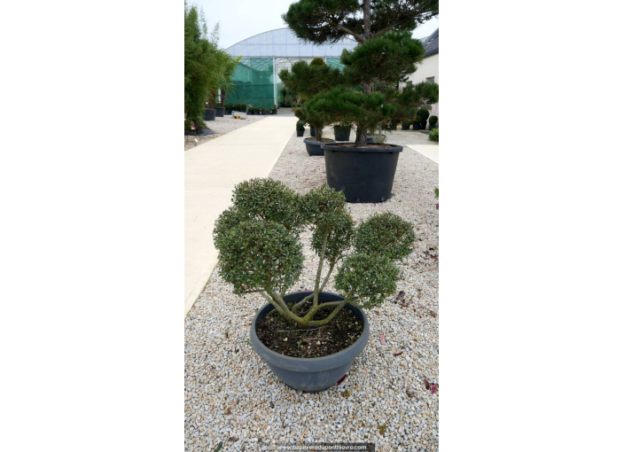 ILEX crenata 'Kinme' 80/100