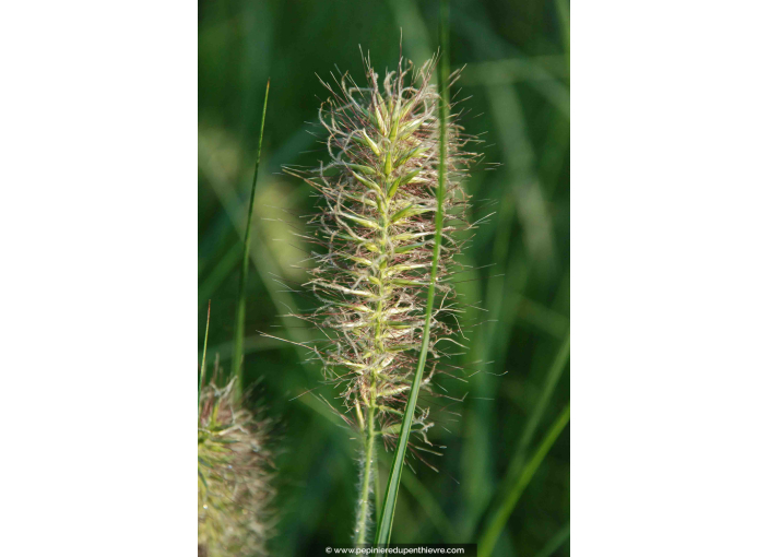PENNISETUM alopecuroides 'Hameln'