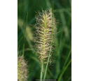 PENNISETUM alopecuroides 'Hameln'