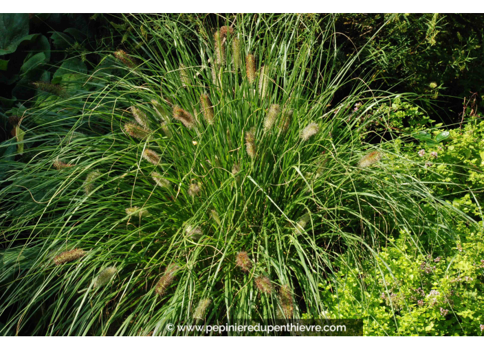 PENNISETUM alopecuroides 'Hameln'