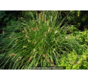 PENNISETUM alopecuroides 'Hameln'