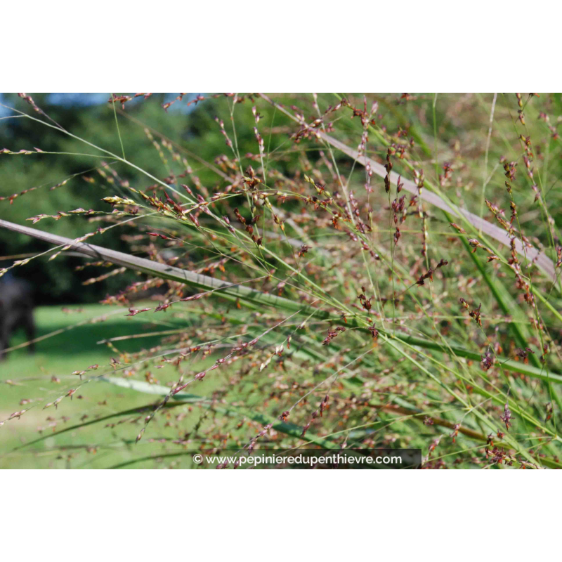 PANICUM virgatum 'Heavy Metal'